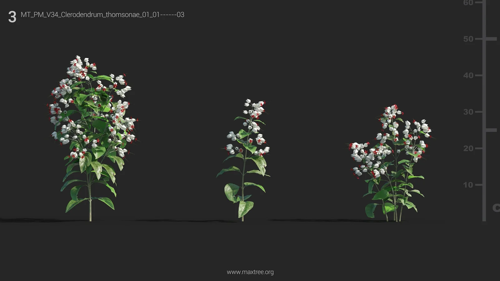 Maxtree Plant Models Vol 34 screenshot 3
