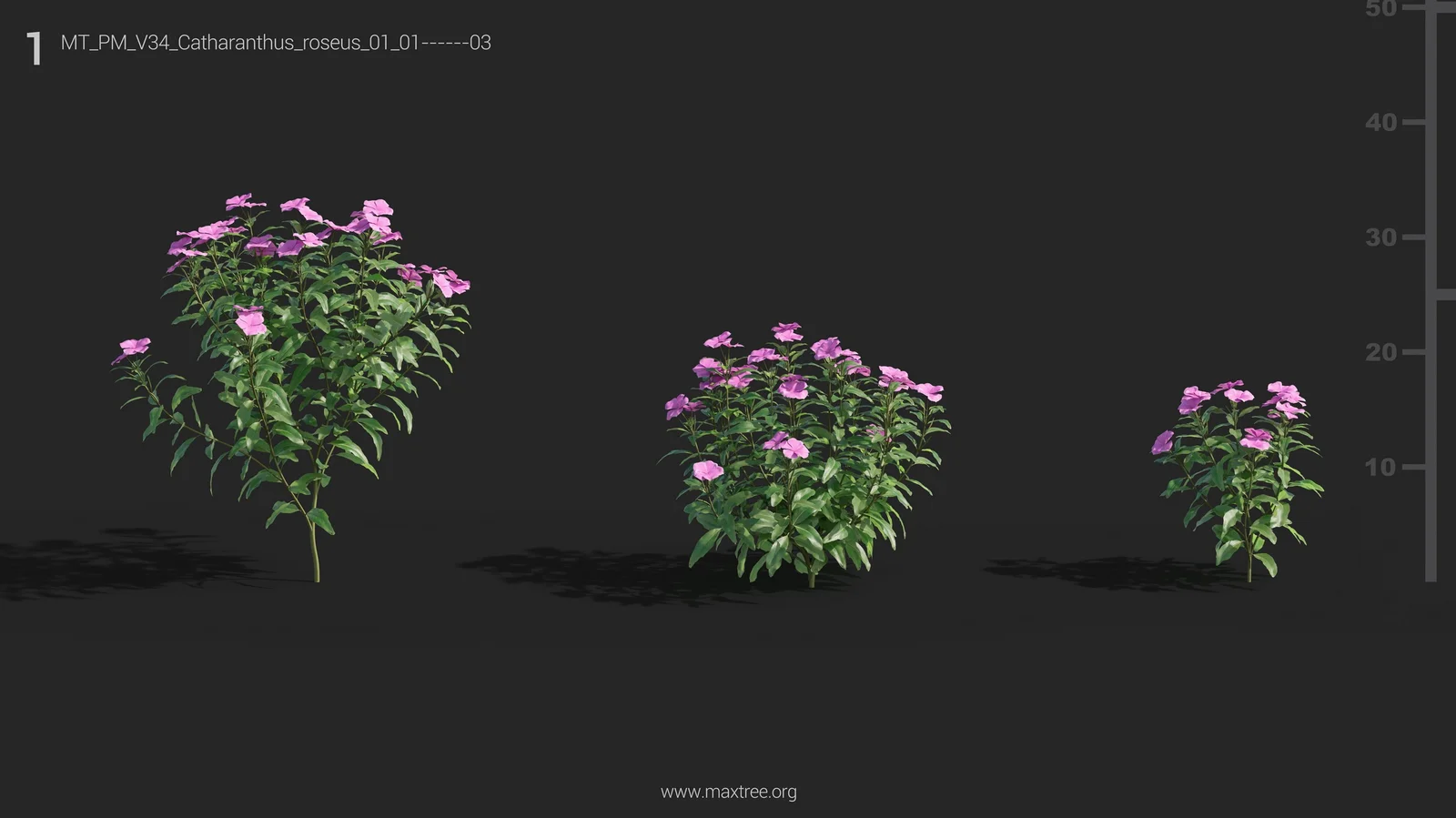 Maxtree Plant Models Vol 34 screenshot 4