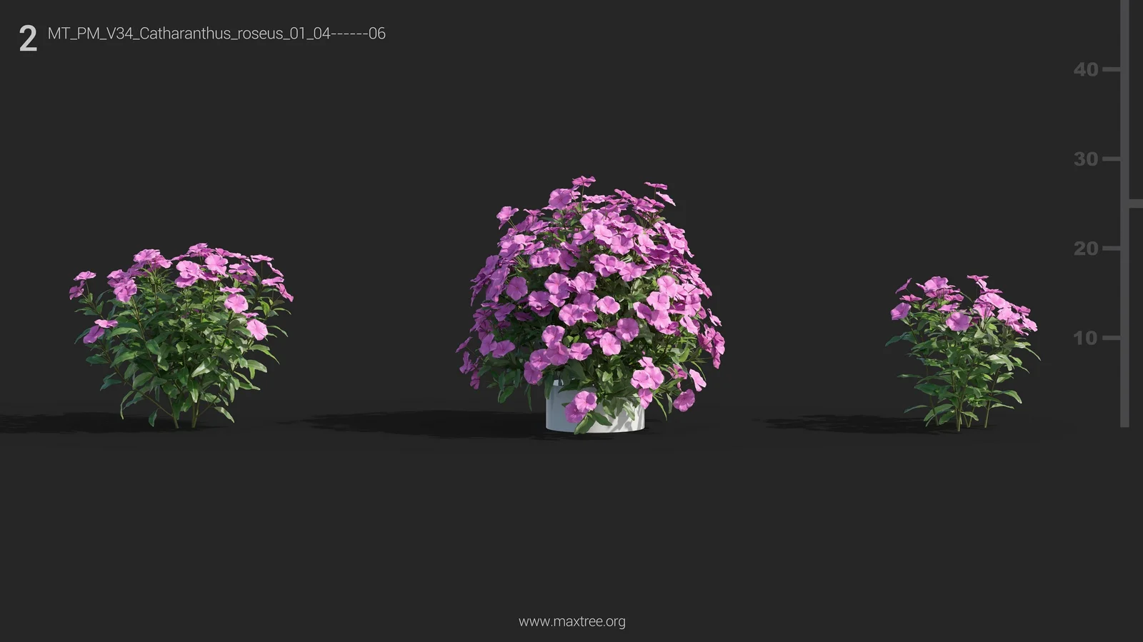 Maxtree Plant Models Vol 34 screenshot 8