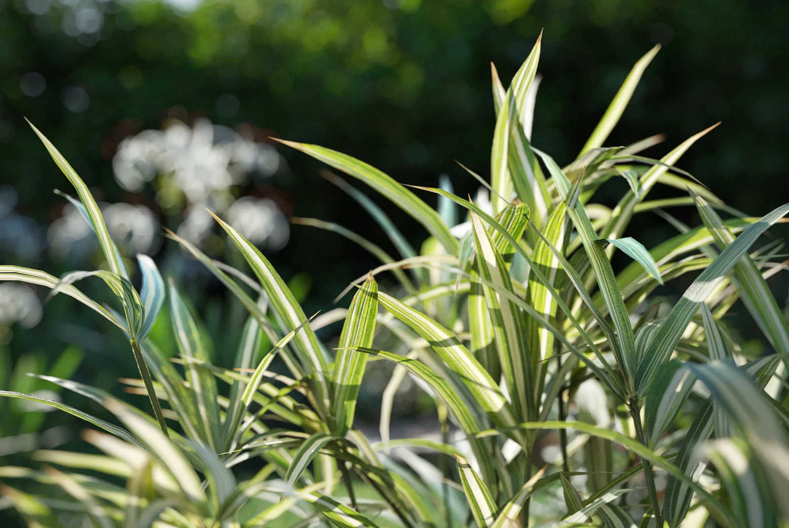 Plant Models Vol 38 screenshot 4