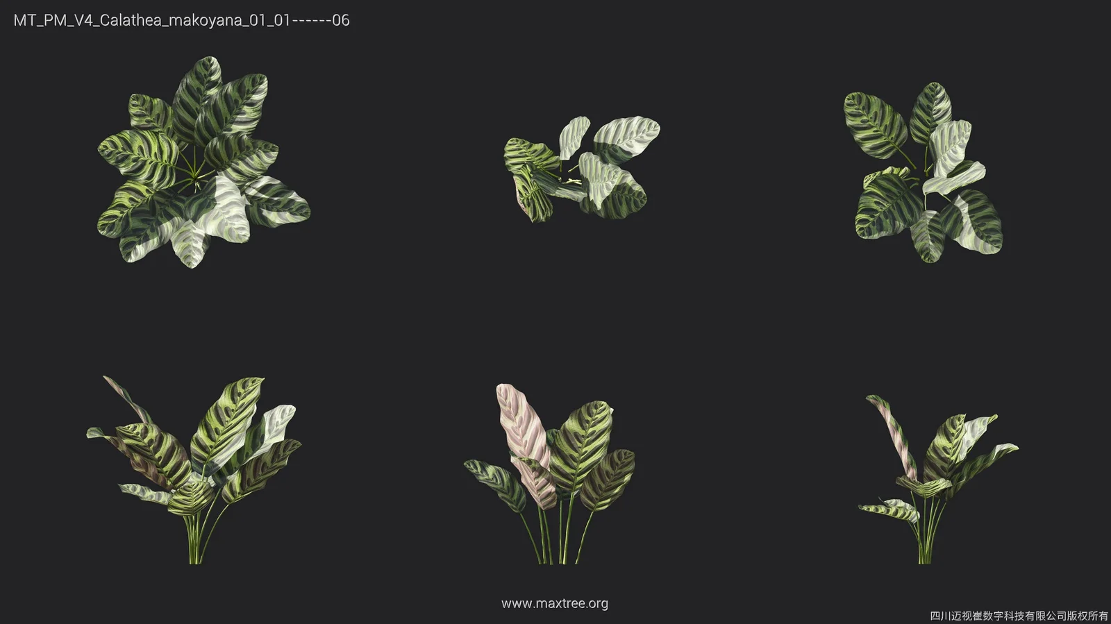 Maxtree Plant Models Vol 4 screenshot 7
