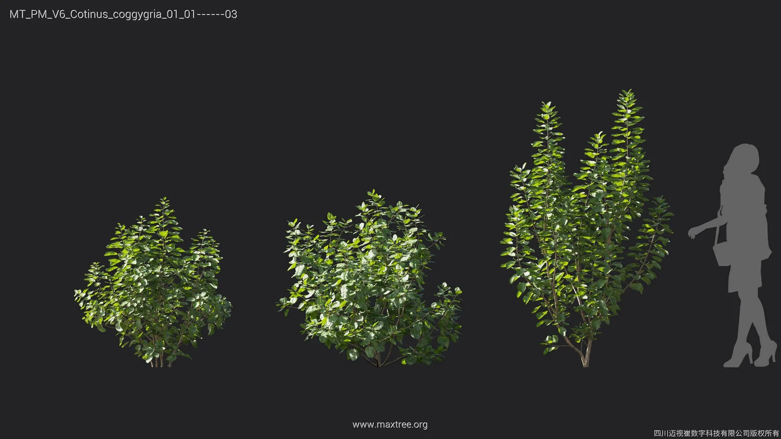 Maxtree Plant Models Vol 6 screenshot 8