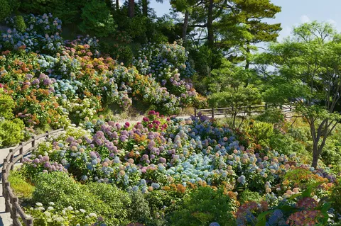 Plant Models Vol 70 - Blender 3d models