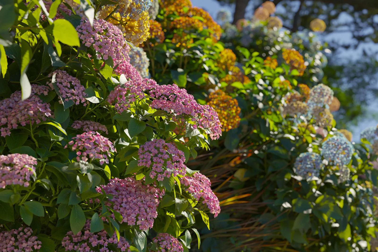 Plant Models Vol 70 screenshot 2