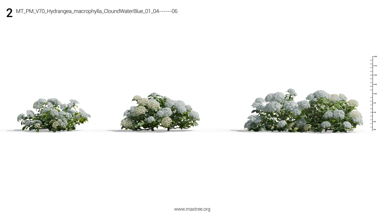 Plant Models Vol 70 screenshot 6