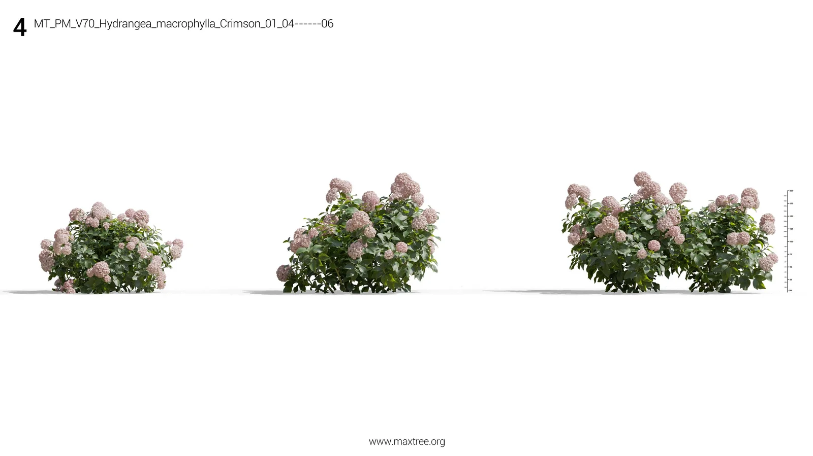 Plant Models Vol 70 screenshot 7