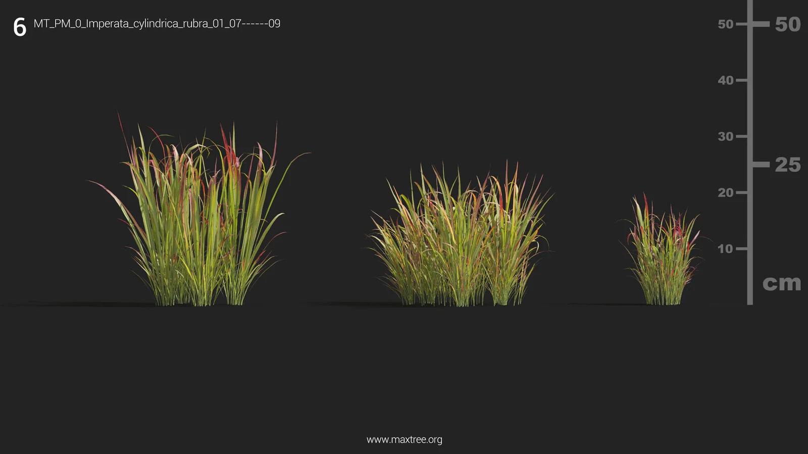 Maxtree Plant Models Vol 9 screenshot 7