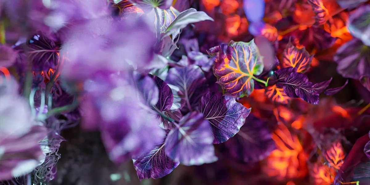 Mossify screenshot 7