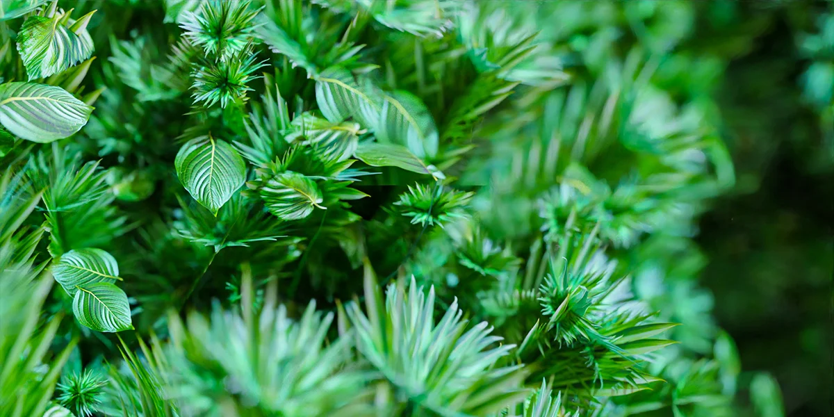 Mossify screenshot 8