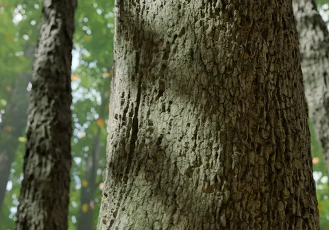 Oak Tree 001 - Blender textures & materials