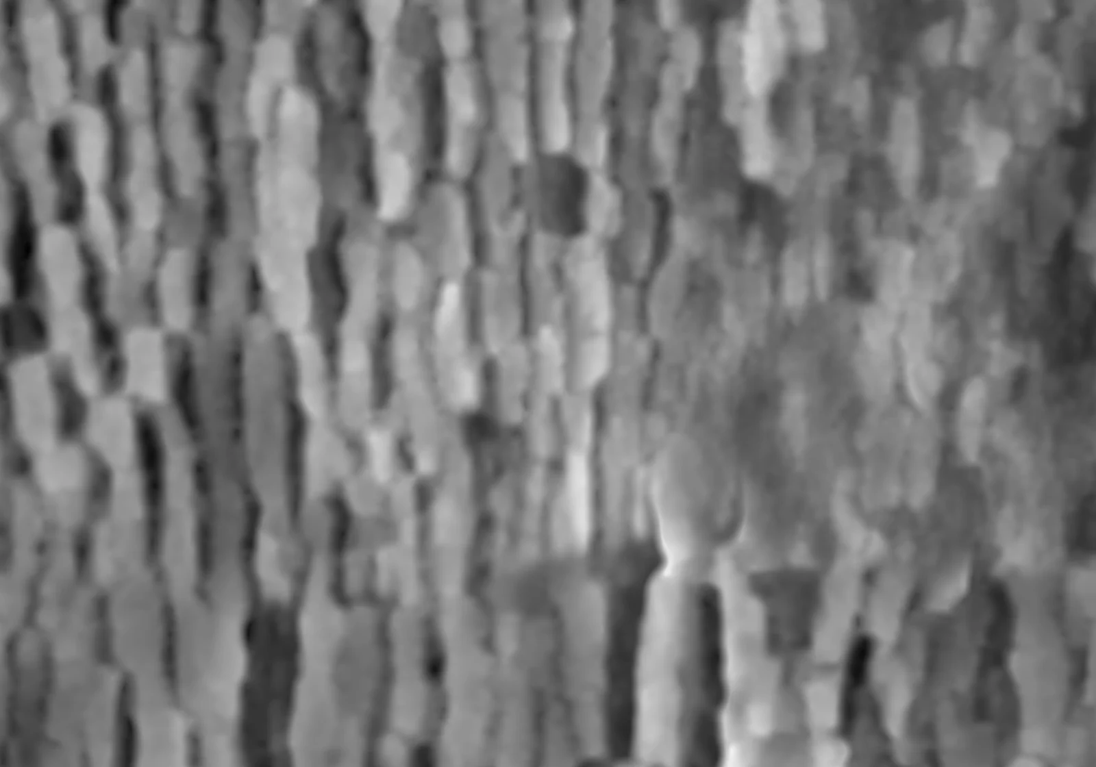 Oak Tree 001 screenshot 4