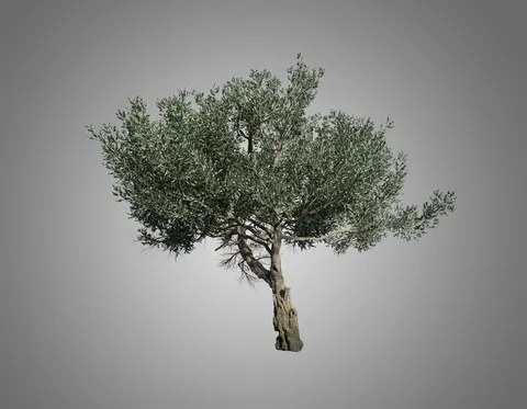 Olive Trees - Blender 3d models