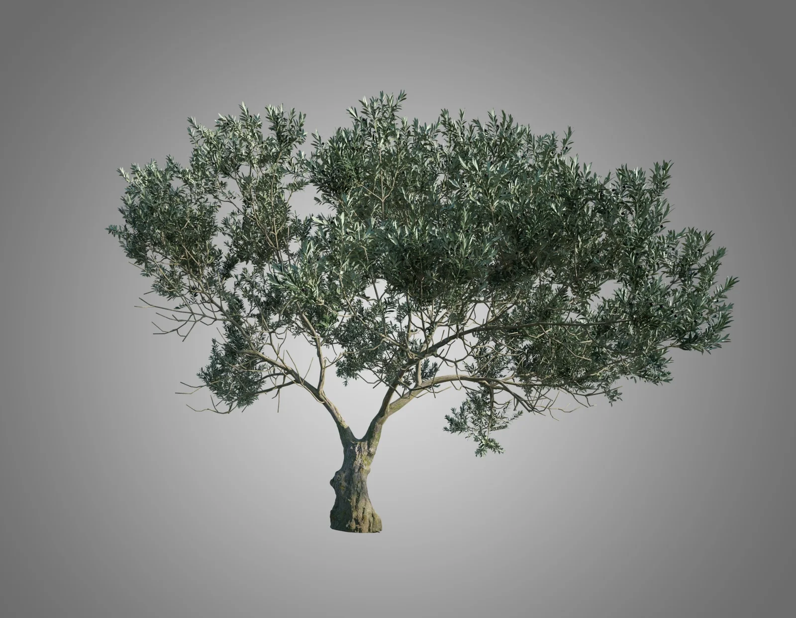 Olive Trees screenshot 2
