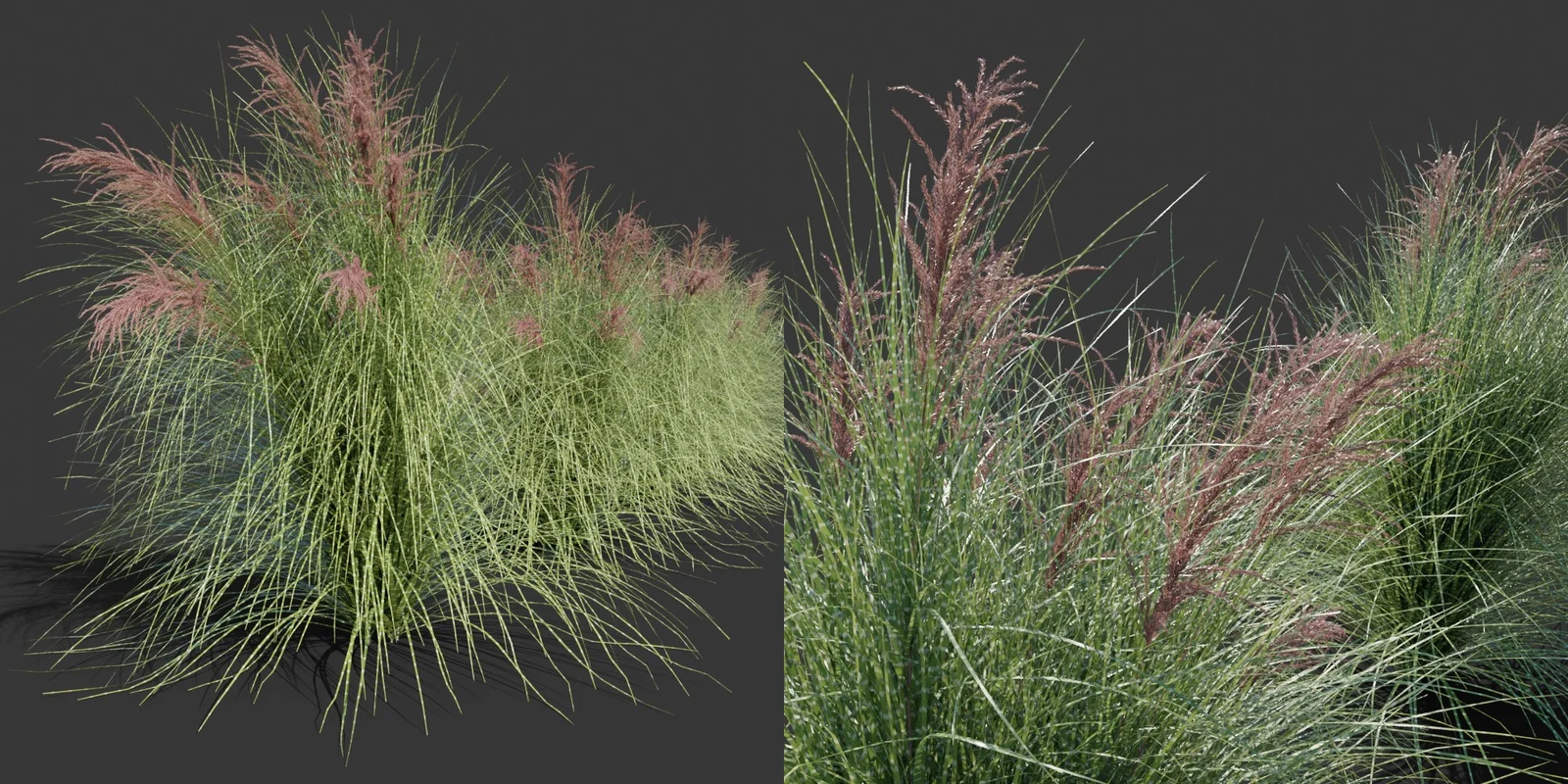 Ornamental Grass Pack screenshot 7