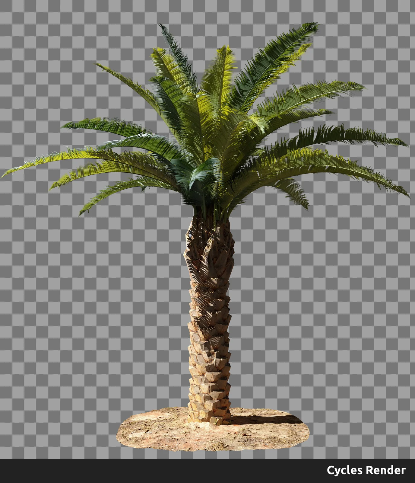 Palm Tree screenshot 2