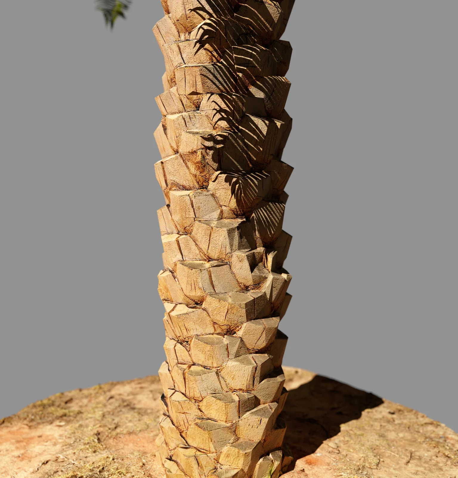 Palm Tree screenshot 5