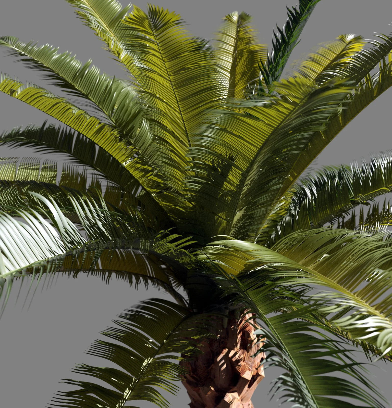 Palm Tree screenshot 6