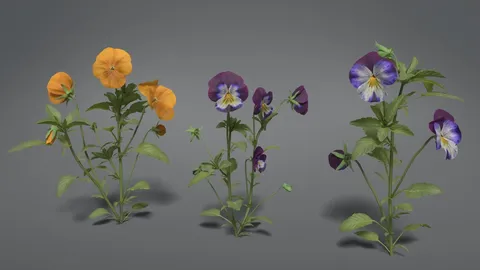 Pansy - Blender 3d models
