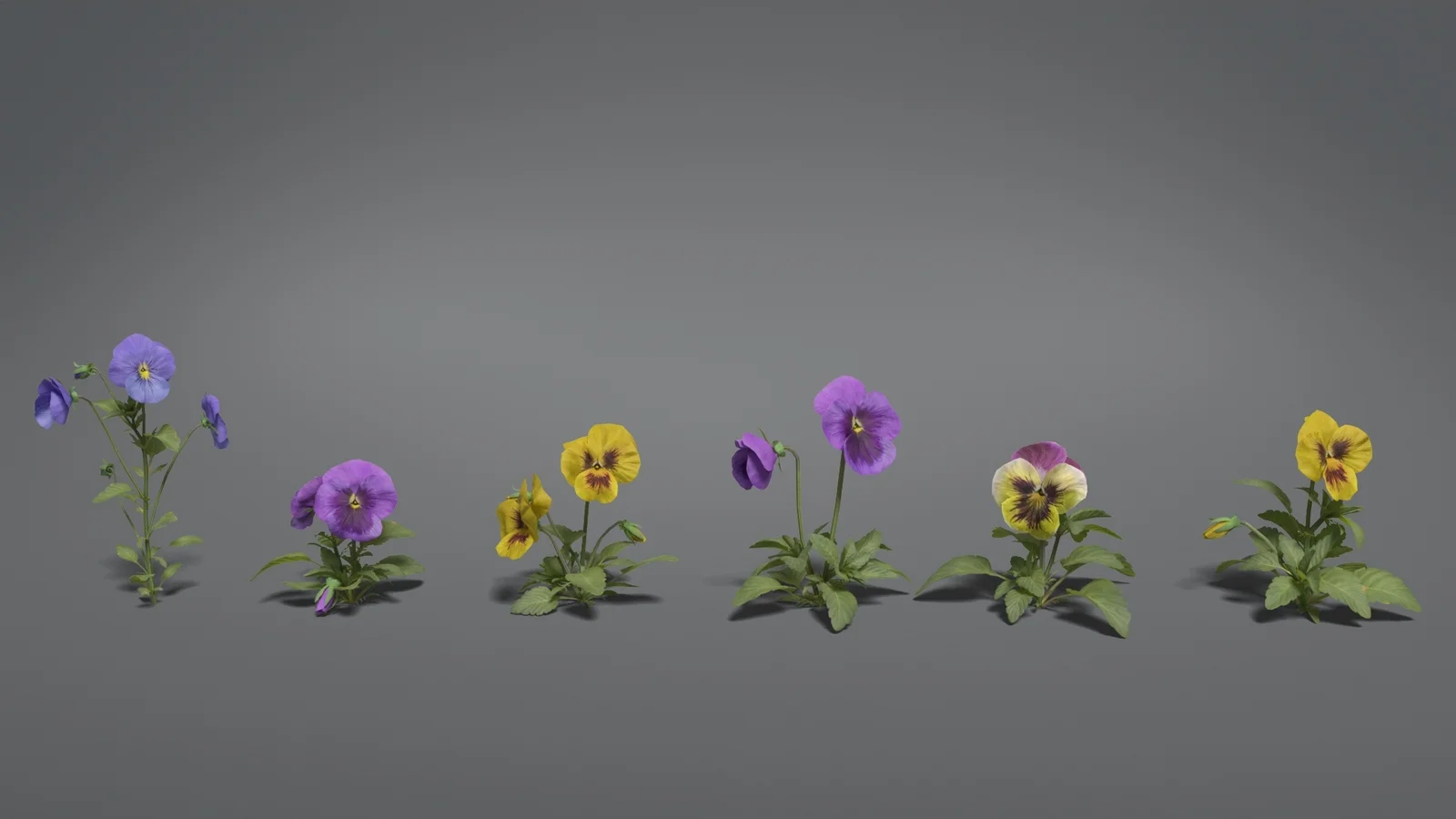 Pansy screenshot 3