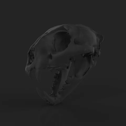 Panther Skull - Blender 3d models
