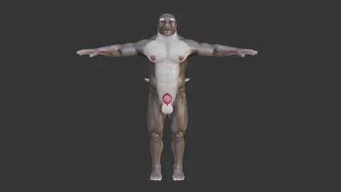 Petguys Dolphin PBR - Blender 3d models