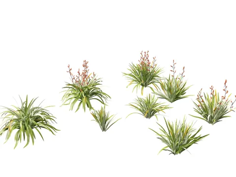 Phormium Tenax - Blender 3d models