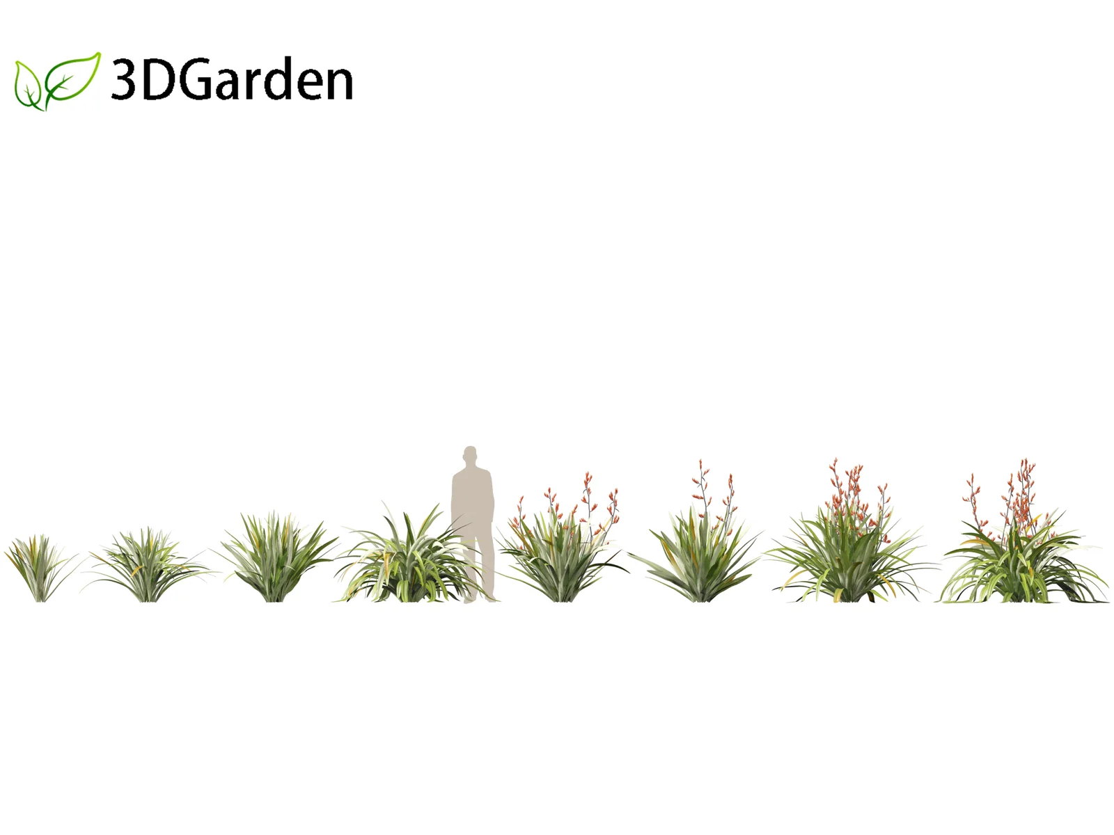 Phormium Tenax screenshot 2