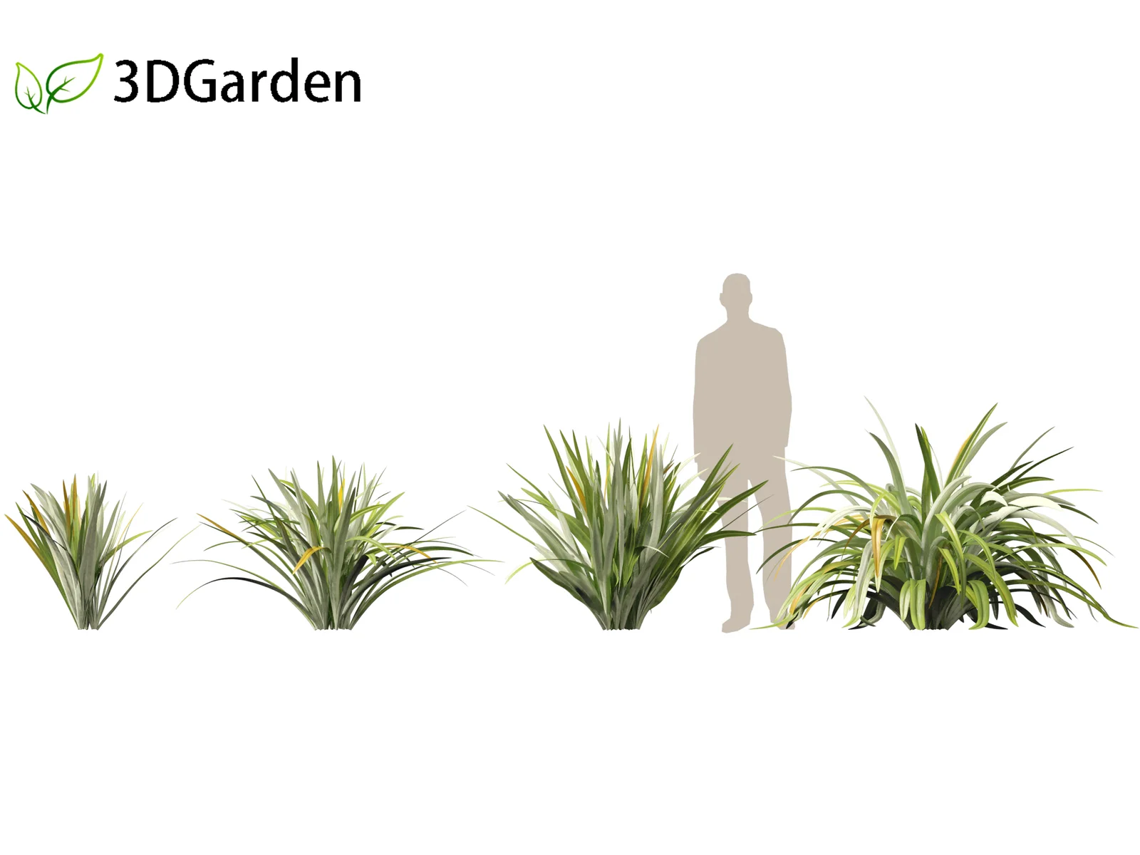 Phormium Tenax screenshot 3