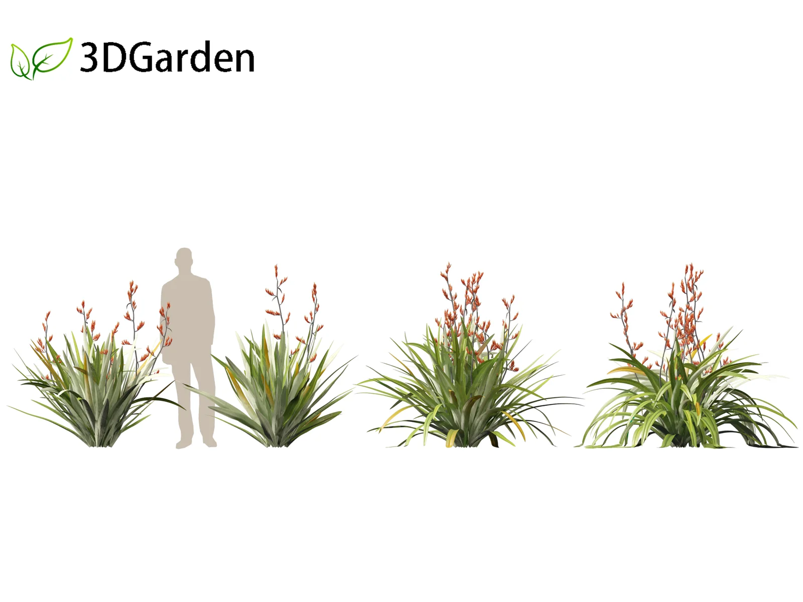 Phormium Tenax screenshot 4