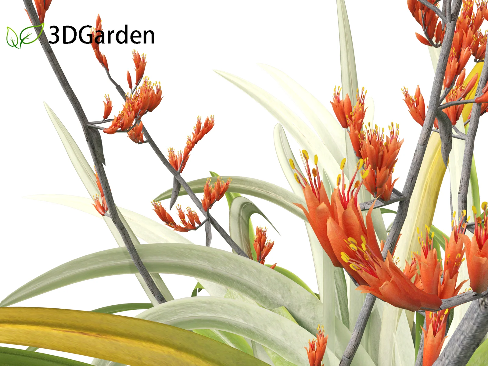 Phormium Tenax screenshot 5