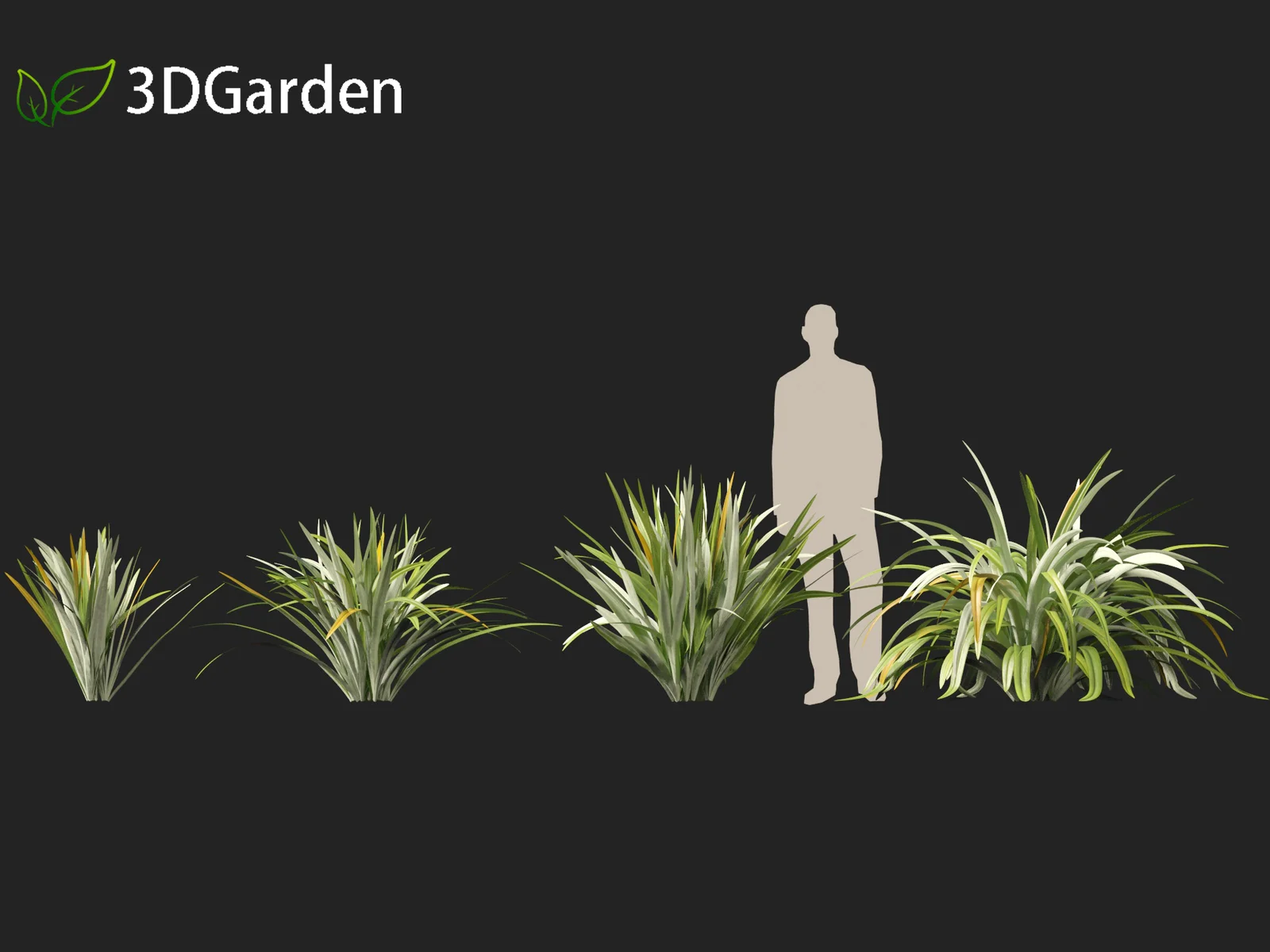 Phormium Tenax screenshot 8