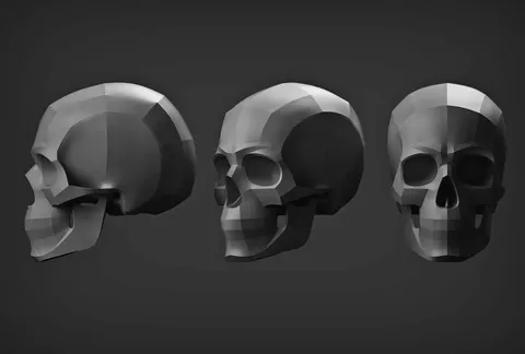 Planes of the Human Skull - Blender 3d models