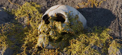 Procedural Fungus Growth - Blender geometry nodes