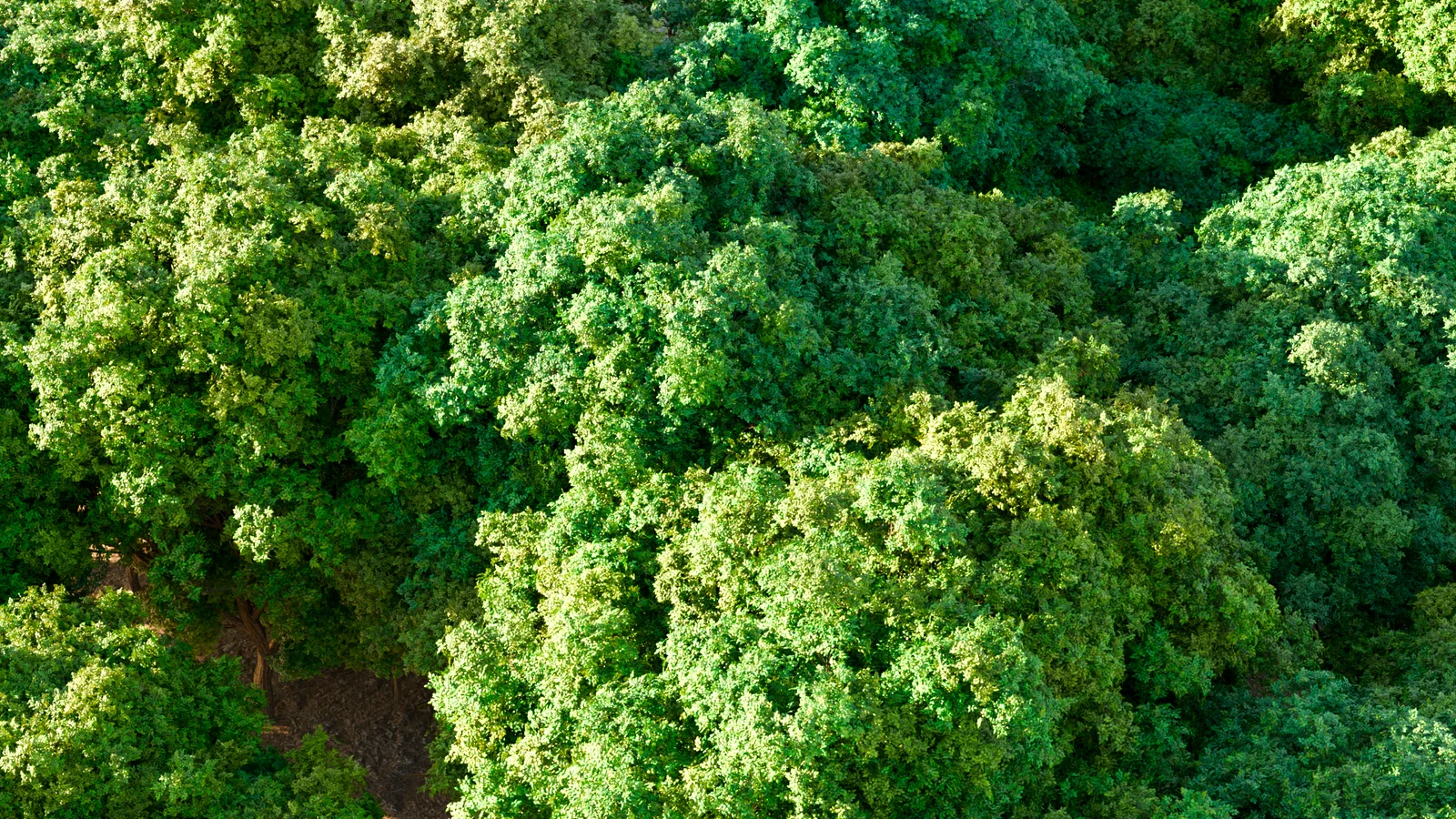 Truee Tree Generator screenshot 3