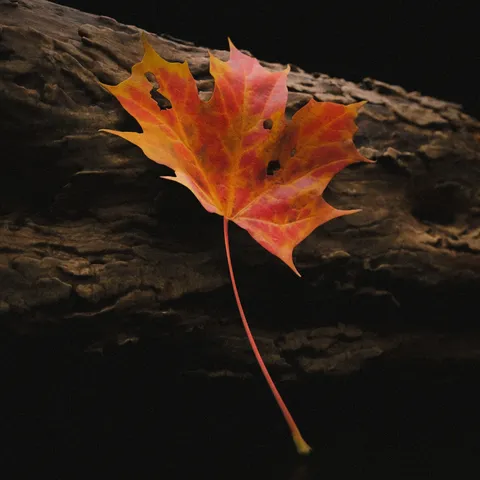 Realistic Leaf Scene - Blender scenes