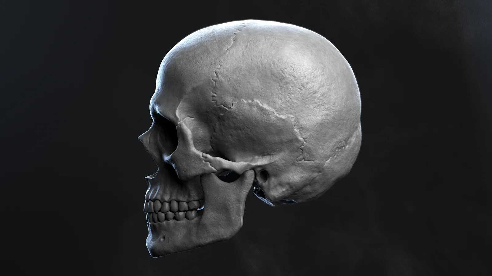 Skull Render Scene screenshot 3