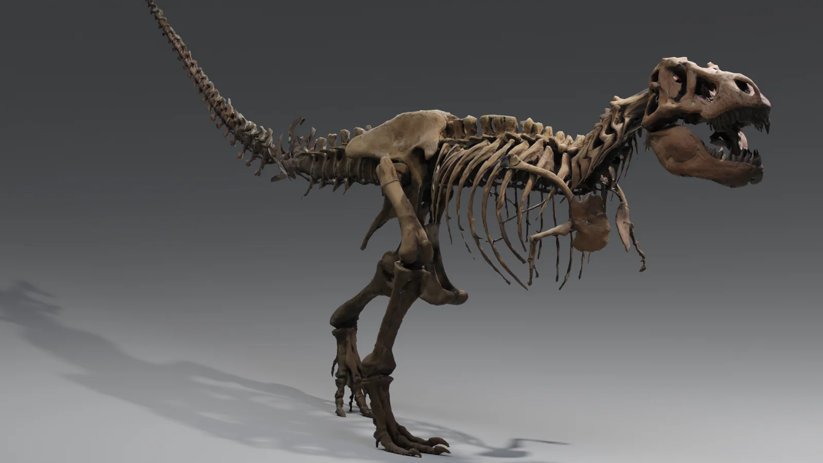 Rigged Tyrannosaurus Rex screenshot 3