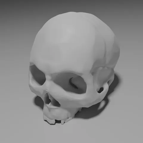 Skull - Blender 3d models