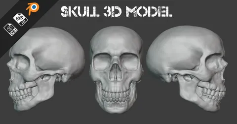 Skull - Blender 3d models