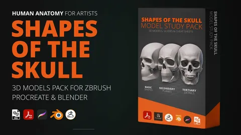 Skull Model Study Pack - Blender 3d models