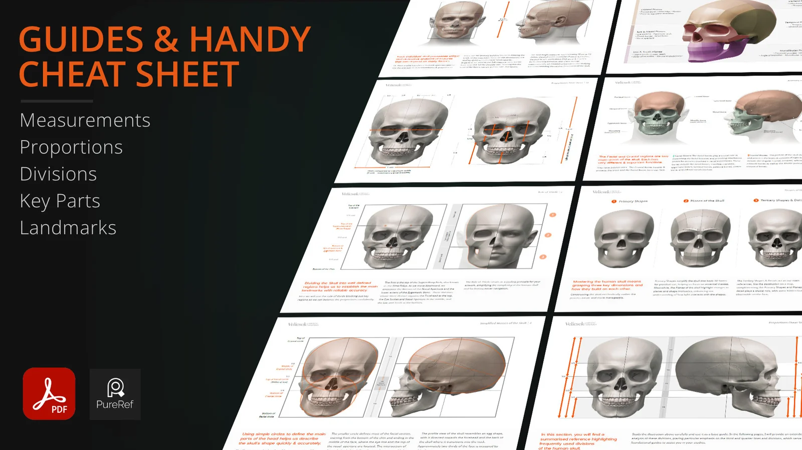 Skull Model Study Pack screenshot 5