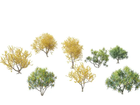 Sophora Microphylla - Blender 3d models