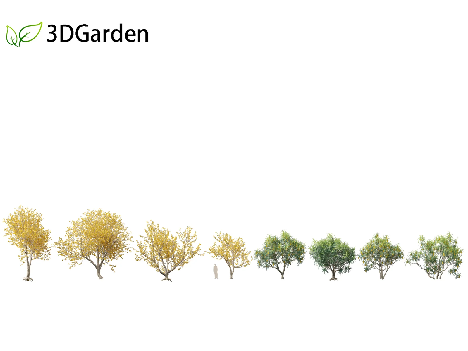 Sophora Microphylla screenshot 2