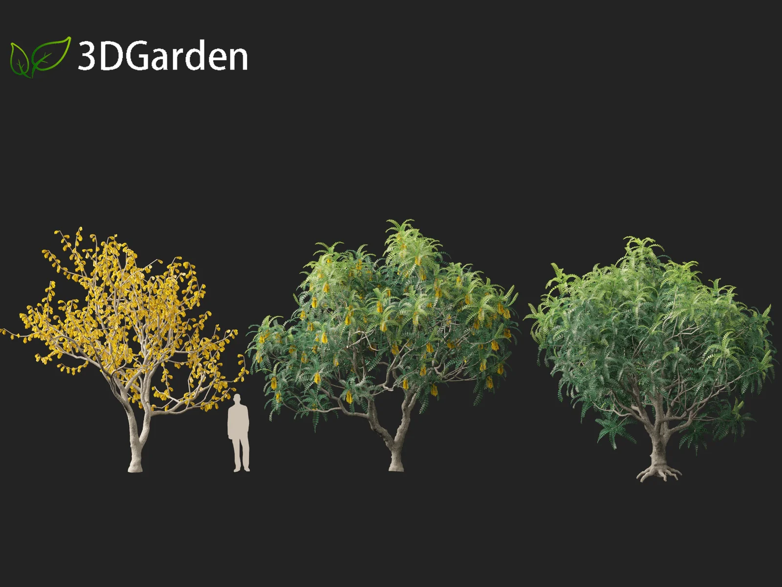 Sophora Microphylla screenshot 3