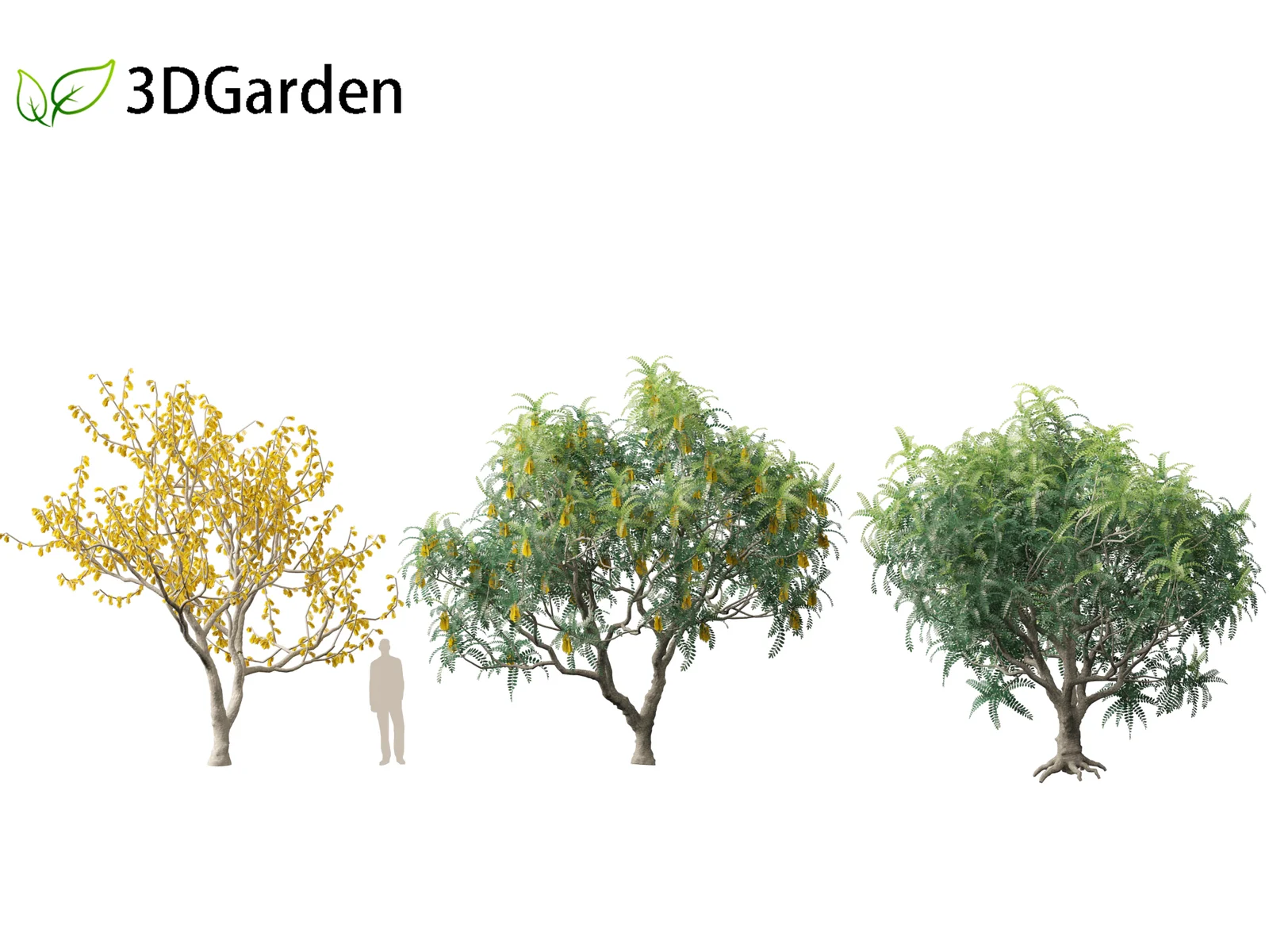 Sophora Microphylla screenshot 4