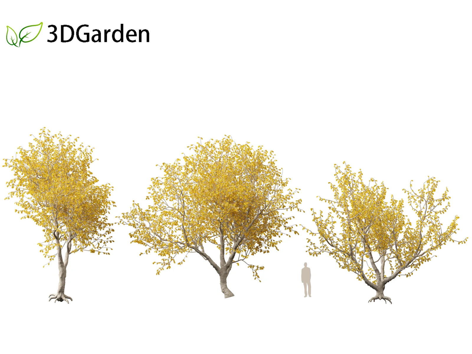 Sophora Microphylla screenshot 5