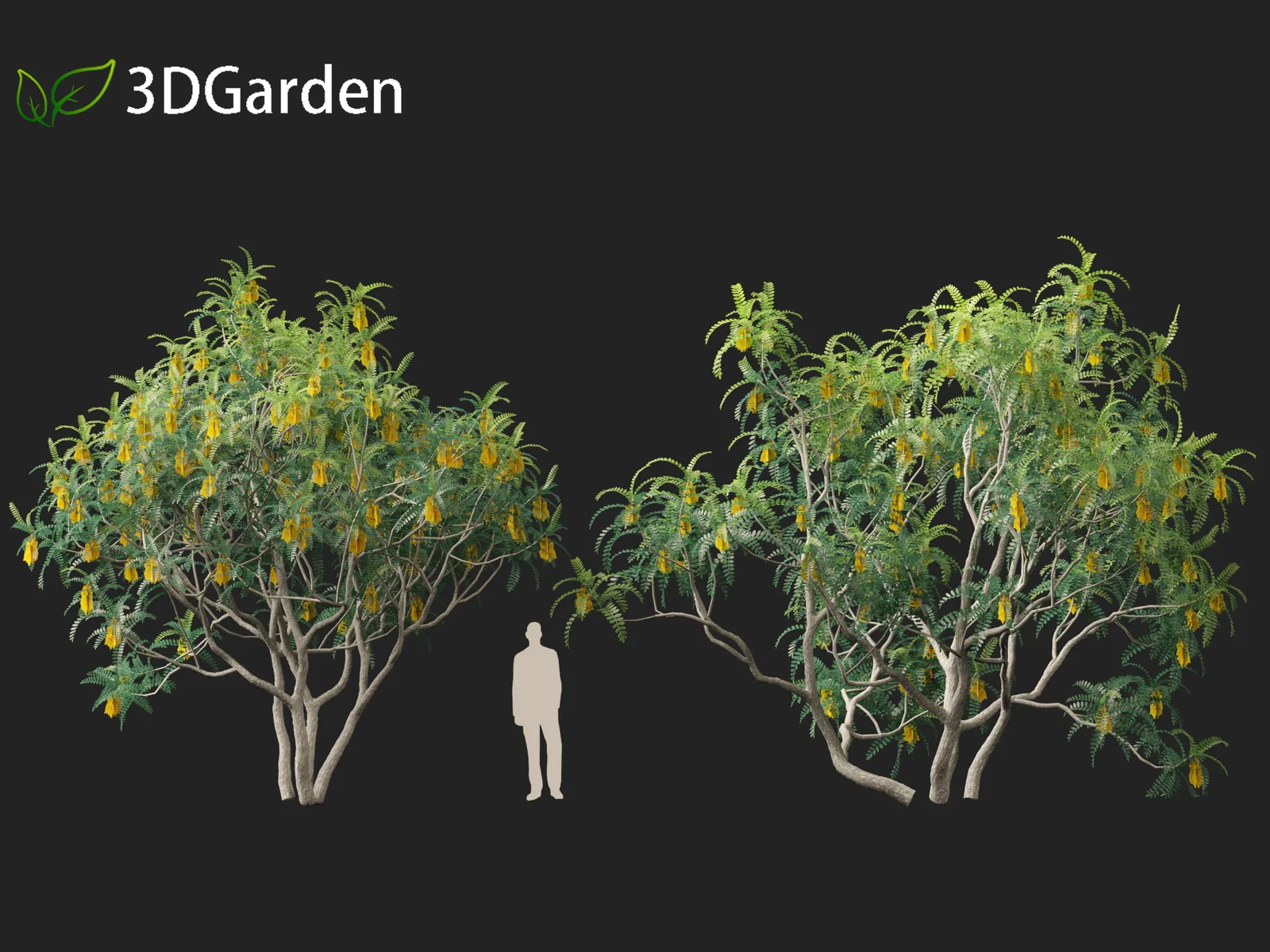 Sophora Microphylla screenshot 6