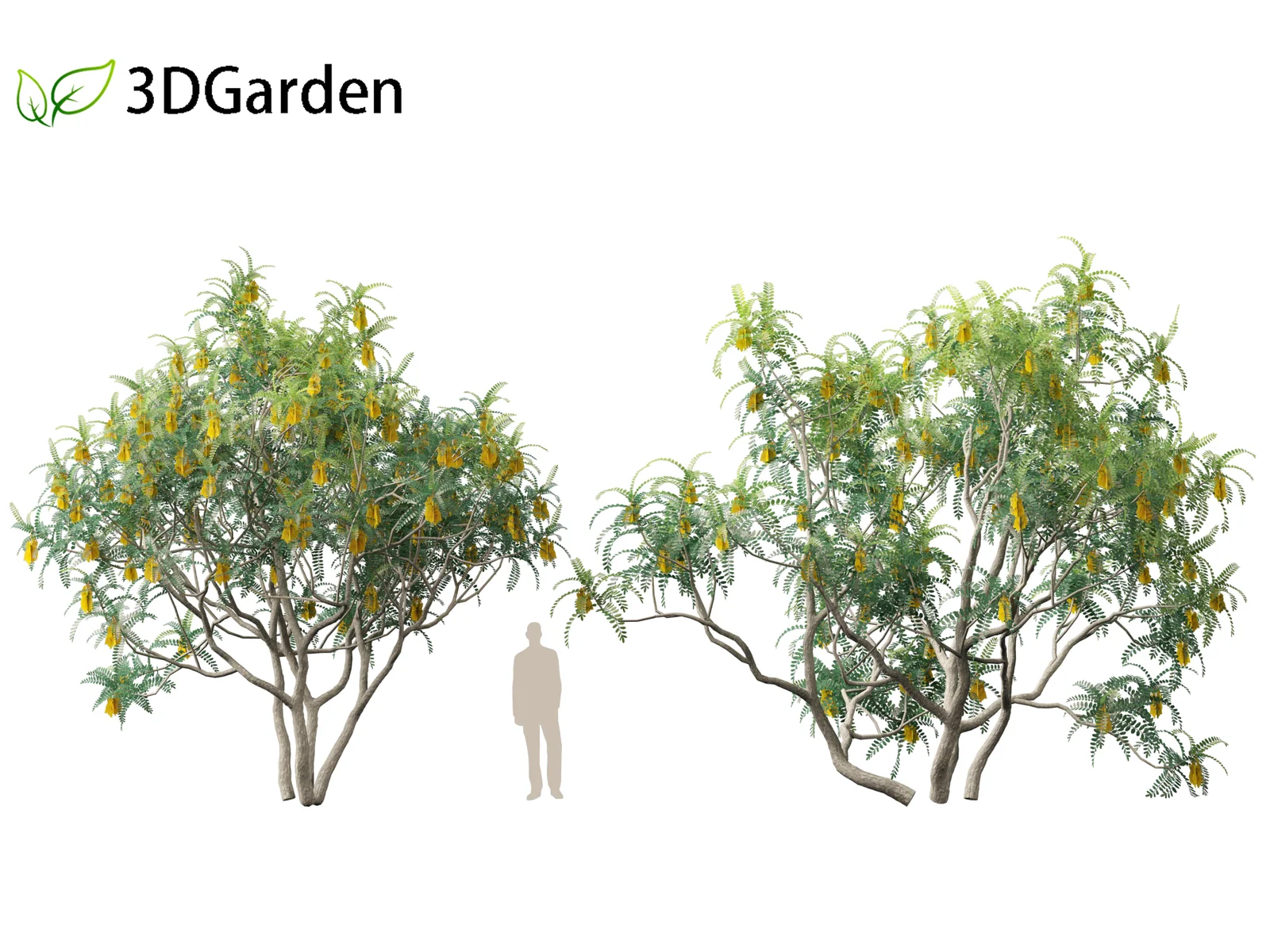 Sophora Microphylla screenshot 8