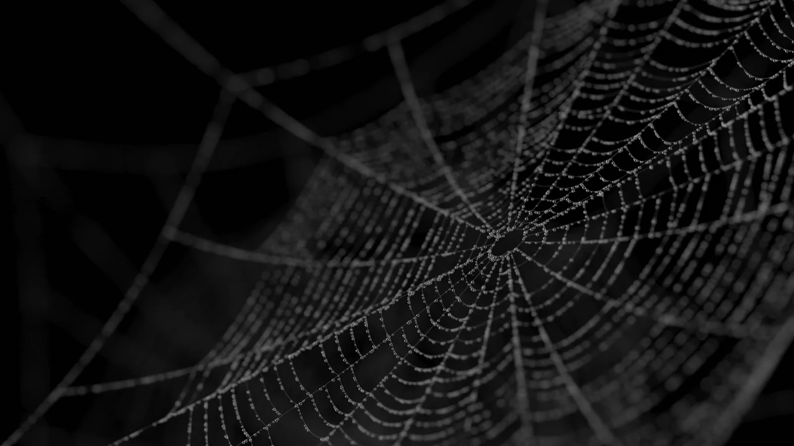 Spider Web screenshot 3