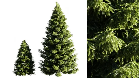 Spruce Trees - Blender 3d models